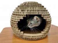 кошка в картонном домике